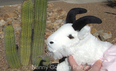 lacy posing with first cactus in Tucson lacy posing with first cactus in Tucson